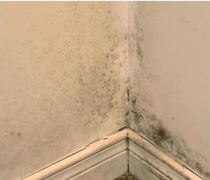 mold growing on wall near floor